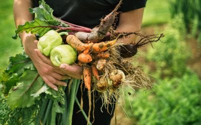 The 5 Steps to Starting a Fall Garden